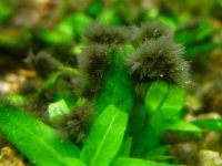 Black beard algae BBA 6
